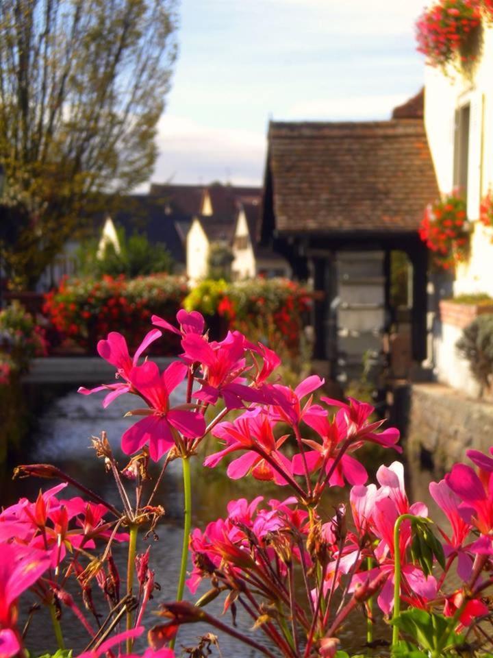 Gite "Le Piemont Des Vosges " Stotzheim Zewnętrze zdjęcie