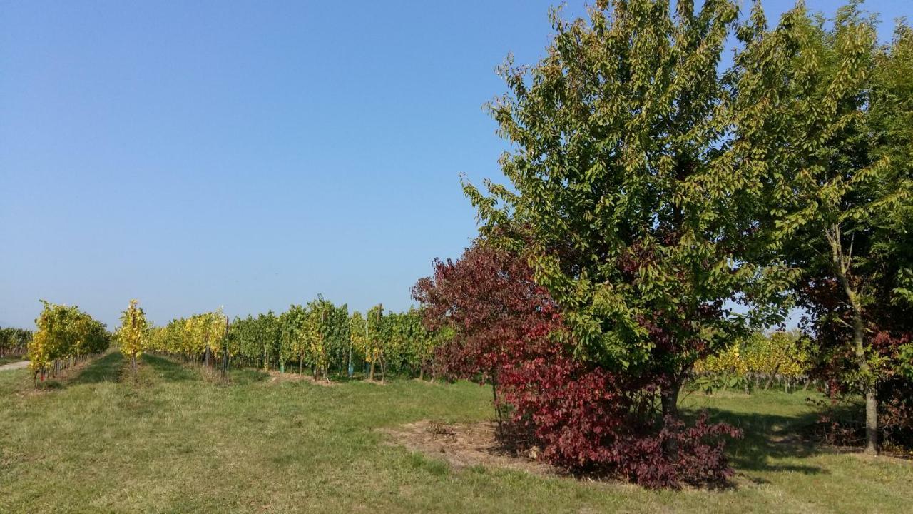 Gite "Le Piemont Des Vosges " Stotzheim Zewnętrze zdjęcie